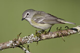 Image. Cassinvireo