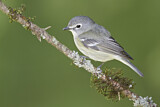 Image. Cassinvireo