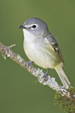 Image. Cassinvireo