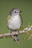 Image. Cassinvireo