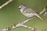 Image. Cassinvireo