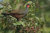 Image. Cauca Guan