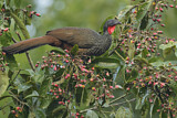 Image. Cauca Guan