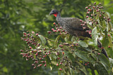 Image. Cauca Guan