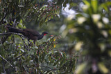 Image. Cauca Guan