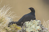 Image. Caucasian Grouse