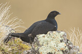 Image. Caucasian Grouse