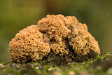 Image. Cauliflower mushroom