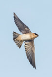 Image. Cave Swallow