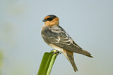 Image. Cave Swallow