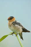 Image. Cave Swallow