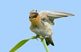 Image. Cave Swallow