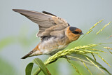 Image. Cave Swallow