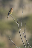 Image. Cedar Waxwing