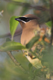 Image. Cedar Waxwing