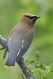 Image. Cedar Waxwing