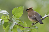 Image. Cedar Waxwing