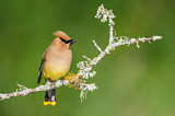 Image. Cedar Waxwing