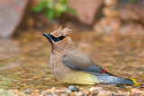 Image. Cedar Waxwing