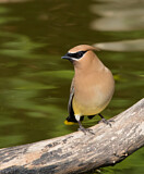 Image. Cedar Waxwing