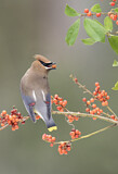 Image. Cedar Waxwing