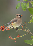 Image. Cedar Waxwing