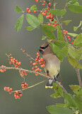 Image. Cedar Waxwing
