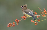 Image. Cedar Waxwing