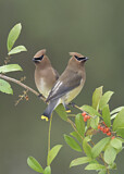 Image. Cedar Waxwing