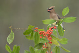 Image. Cedar Waxwing