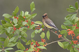 Image. Cedar Waxwing