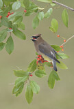 Image. Cedar Waxwing