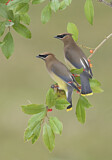 Image. Cedar Waxwing