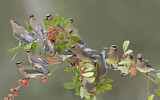 Image. Cedar Waxwing