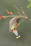 Image. Cedar Waxwing