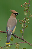 Image. Cedar Waxwing
