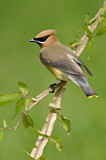 Image. Cedar Waxwing