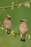 Image. Cedar Waxwing