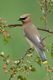Image. Cedar Waxwing