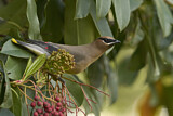 Image. Cedar Waxwing