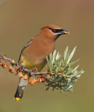 Image. Cedar Waxwing