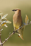 Image. Cedar Waxwing