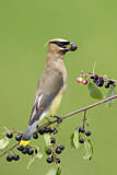 Image. Cedar Waxwing