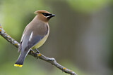 Image. Cedar Waxwing