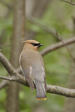 Image. Cedar Waxwing