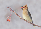 Image. Cedar Waxwing