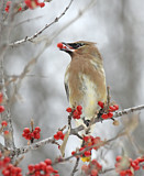 Image. Cedar Waxwing
