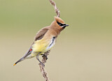Image. Cedar Waxwing