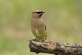 Image. Cedar Waxwing