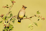 Image. Cedar Waxwing